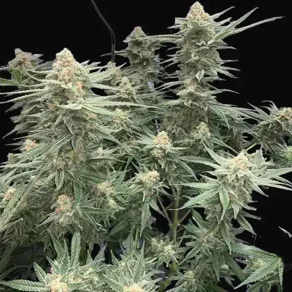 Blueberry 47