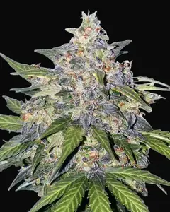 Blueberry Auto