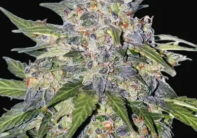 Blueberry Auto