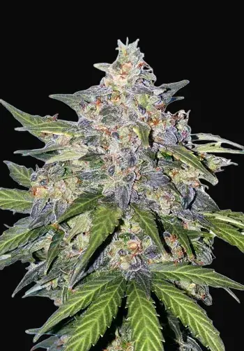 Blueberry Auto