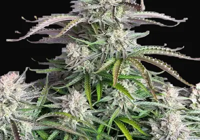Blueberry Auto