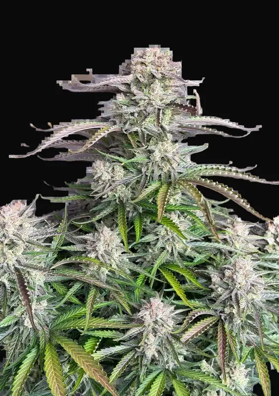 Blueberry Auto