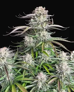 Blueberry Auto