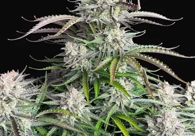 Blueberry Auto