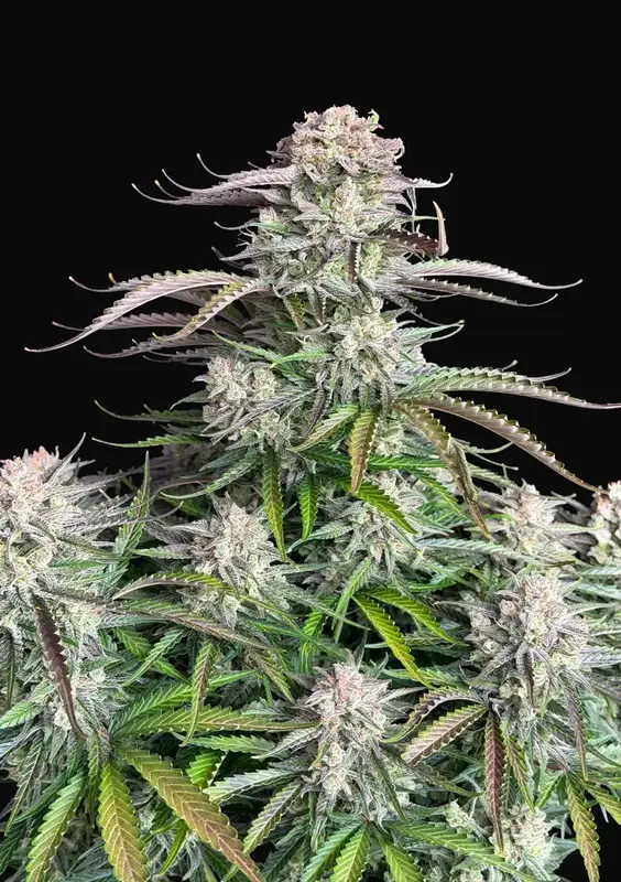 Blueberry Auto