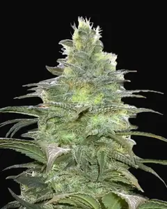 Blueberry Berry