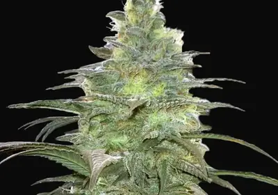 Blueberry Berry