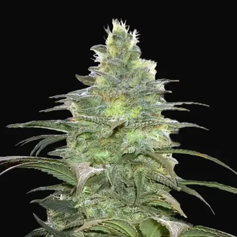 Blueberry Berry