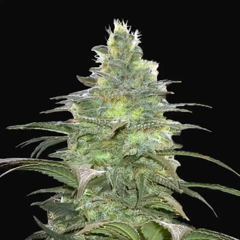 Blueberry Berry