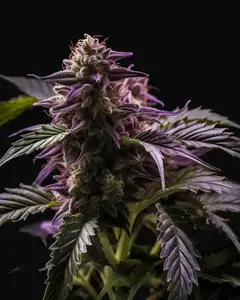 Blueberry Bliss Auto