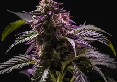 Blueberry Bliss Auto