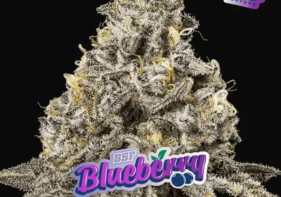 Blueberry