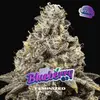 Blueberry