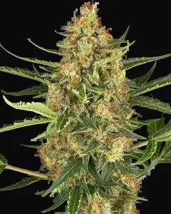 Blueberry Bubblegum Automatic