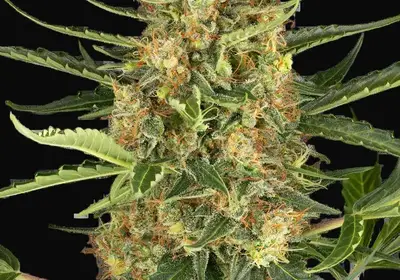 Blueberry Bubblegum Automatic