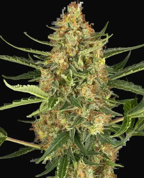 Blueberry Bubblegum Automatic