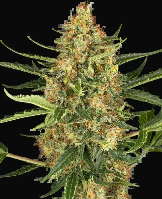 Blueberry Bubblegum Automatic