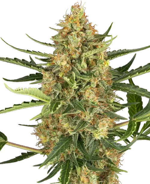 Blueberry Bubblegum Automatic