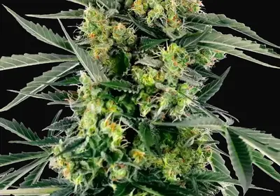 Blueberry Candiez Auto