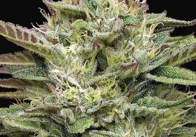 Blueberry Cupcake