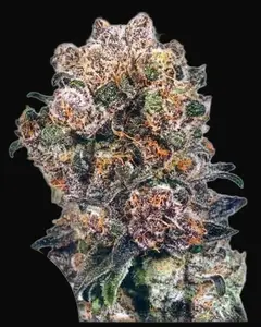 Blueberry