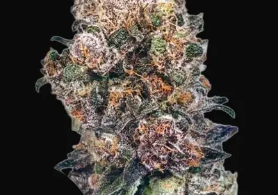 Blueberry