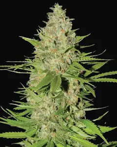 Blueberry Gum #2