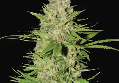 Blueberry Gum #2