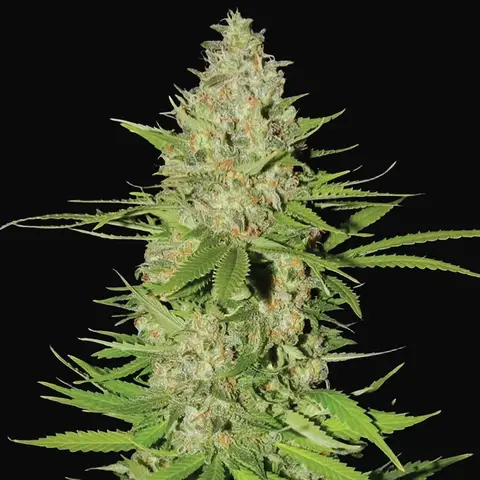 Blueberry Gum #2