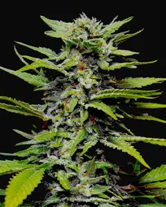 Blueberry Gum
