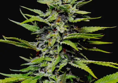 Blueberry Gum