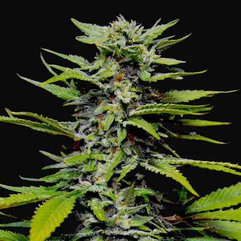 Blueberry Gum