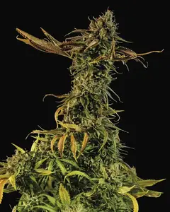 Blueberry Headband
