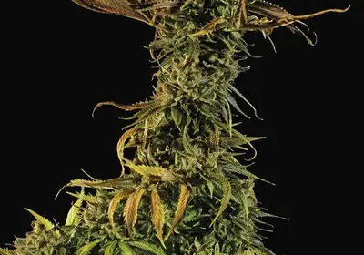Blueberry Headband
