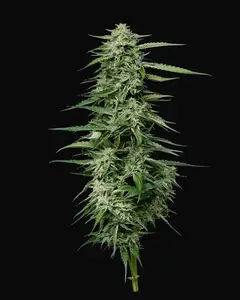 Blueberry Honey