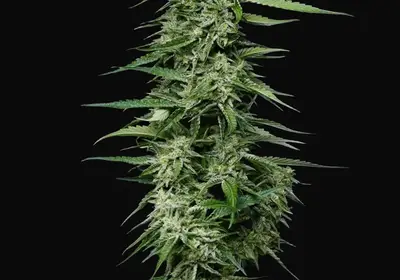 Blueberry Honey