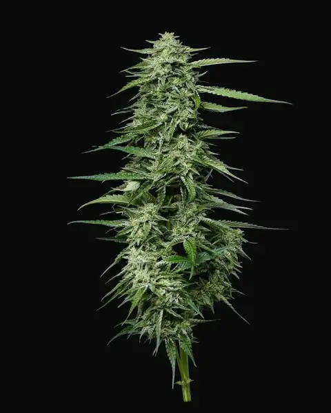 Blueberry Honey
