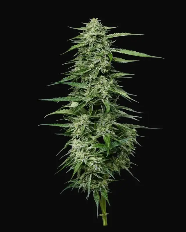 Blueberry Honey