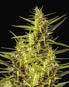Blueberry Kush Auto