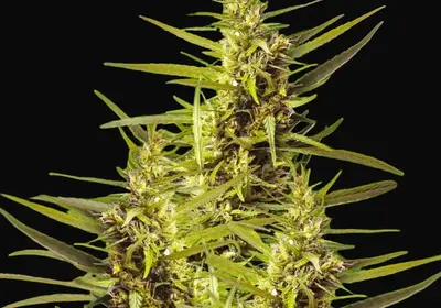 Blueberry Kush Auto