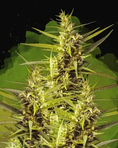 Blueberry Kush Auto