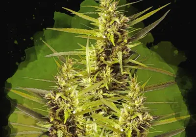 Blueberry Kush Auto