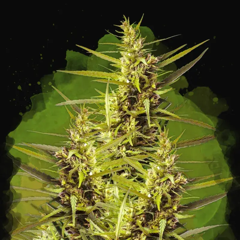 Blueberry Kush Auto