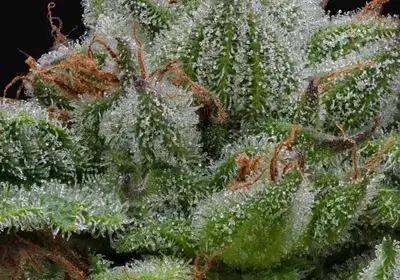 Blueberry Muffin