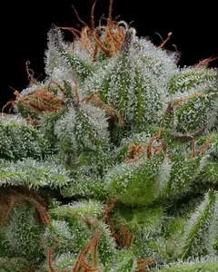 Blueberry Muffin