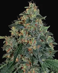 Blueberry OG