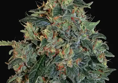 Blueberry OG