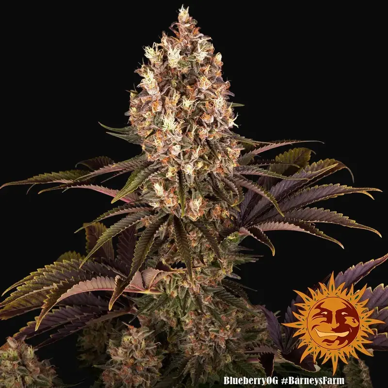 Blueberry OG — zdjęcie 3