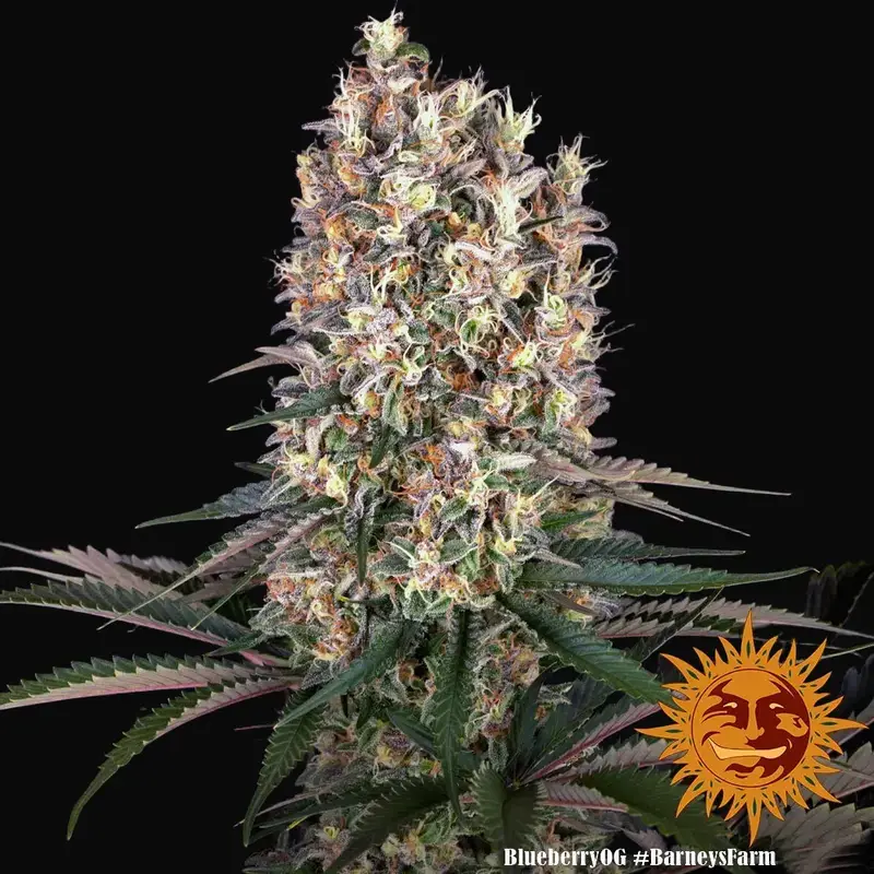 Blueberry OG — zdjęcie 4