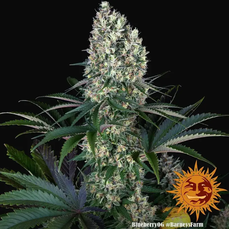 Blueberry OG — zdjęcie 5